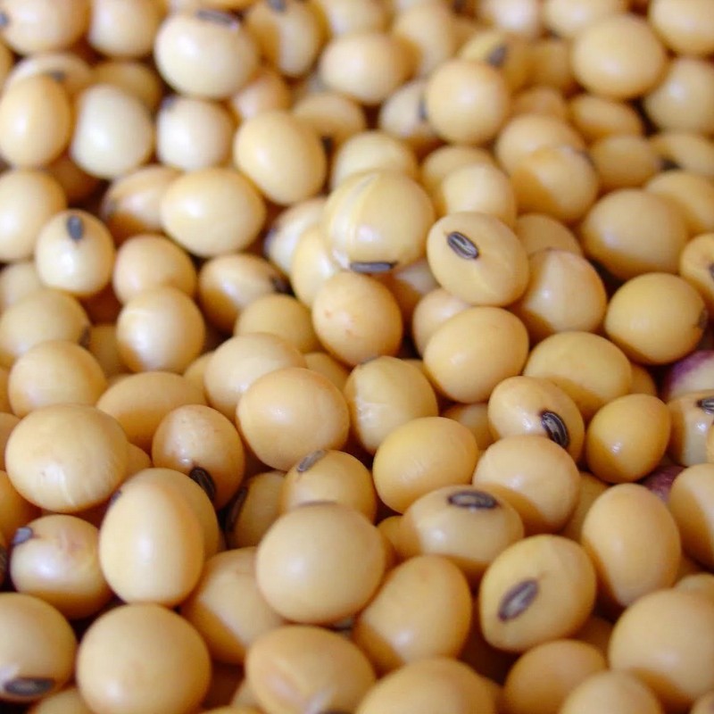 SOYA BEAN