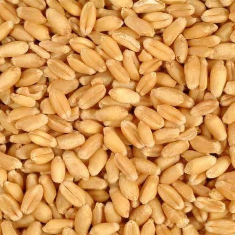 WHEAT WHOLE