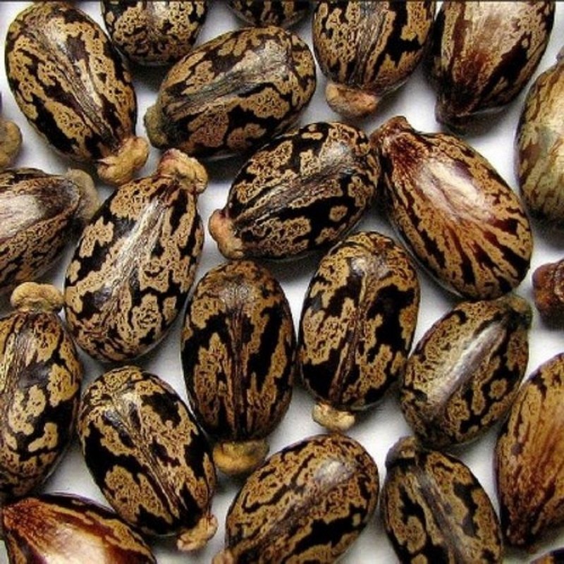 CASTOR SEEDS