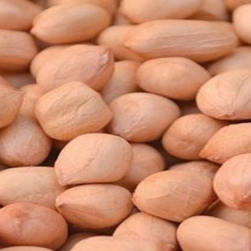 JAVA PEANUTS